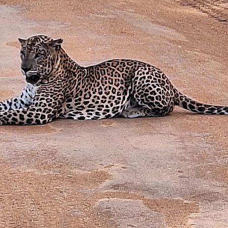 La Safari Inn Tissamaharama Dış mekan fotoğraf