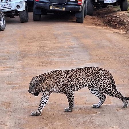 La Safari Inn Tissamaharama Dış mekan fotoğraf