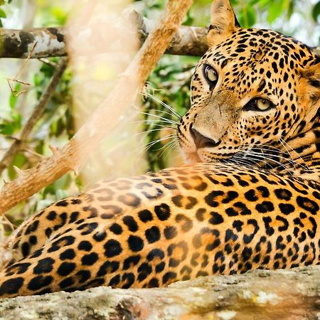 La Safari Inn Tissamaharama Dış mekan fotoğraf