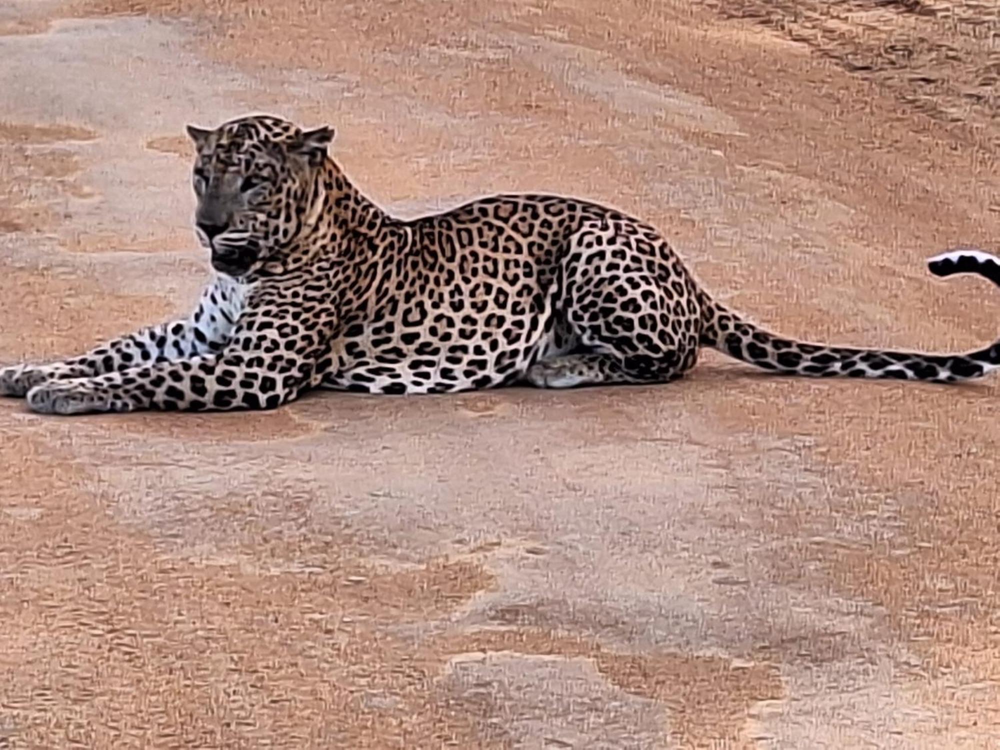 La Safari Inn Tissamaharama Dış mekan fotoğraf