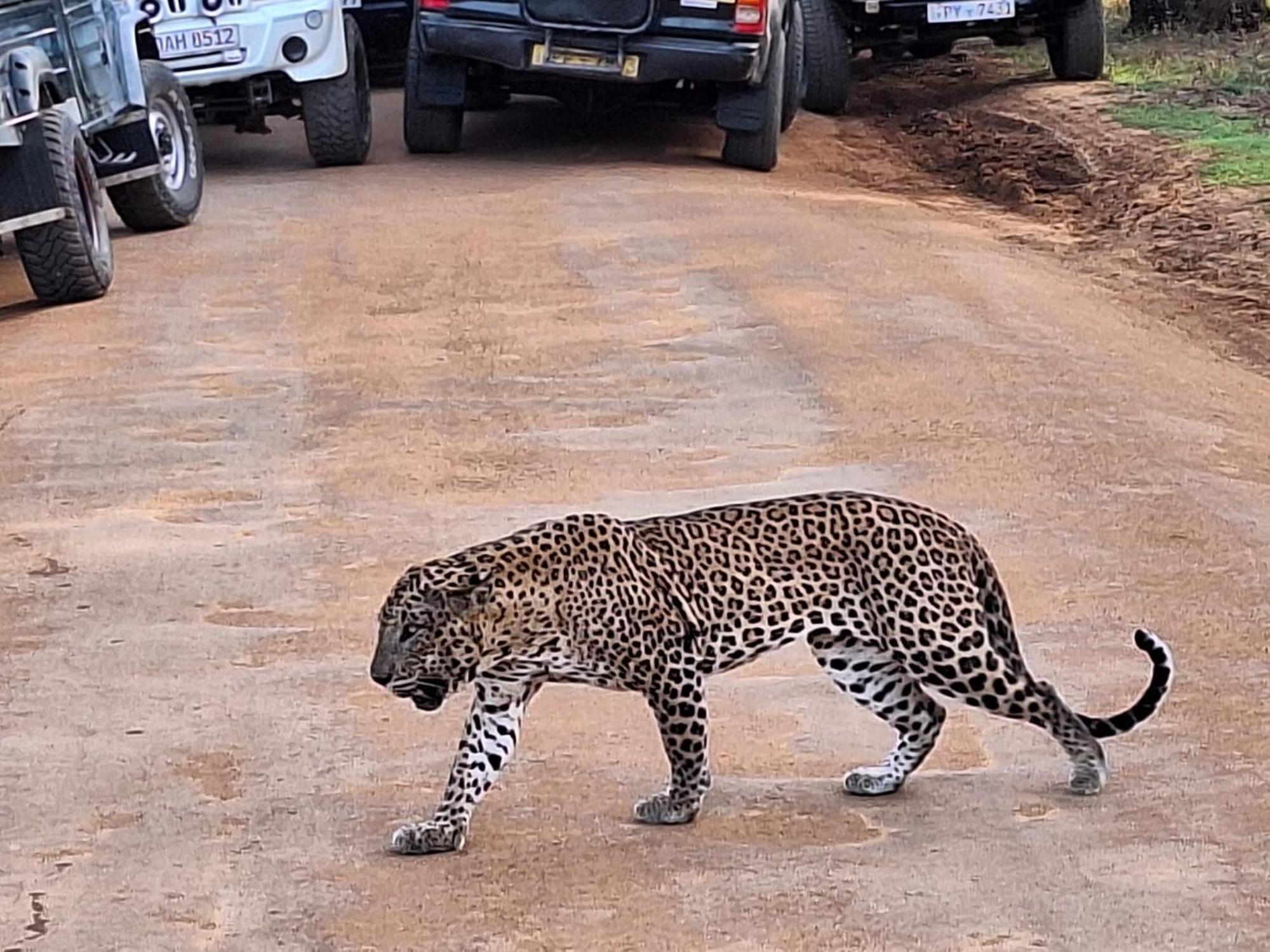 La Safari Inn Tissamaharama Dış mekan fotoğraf