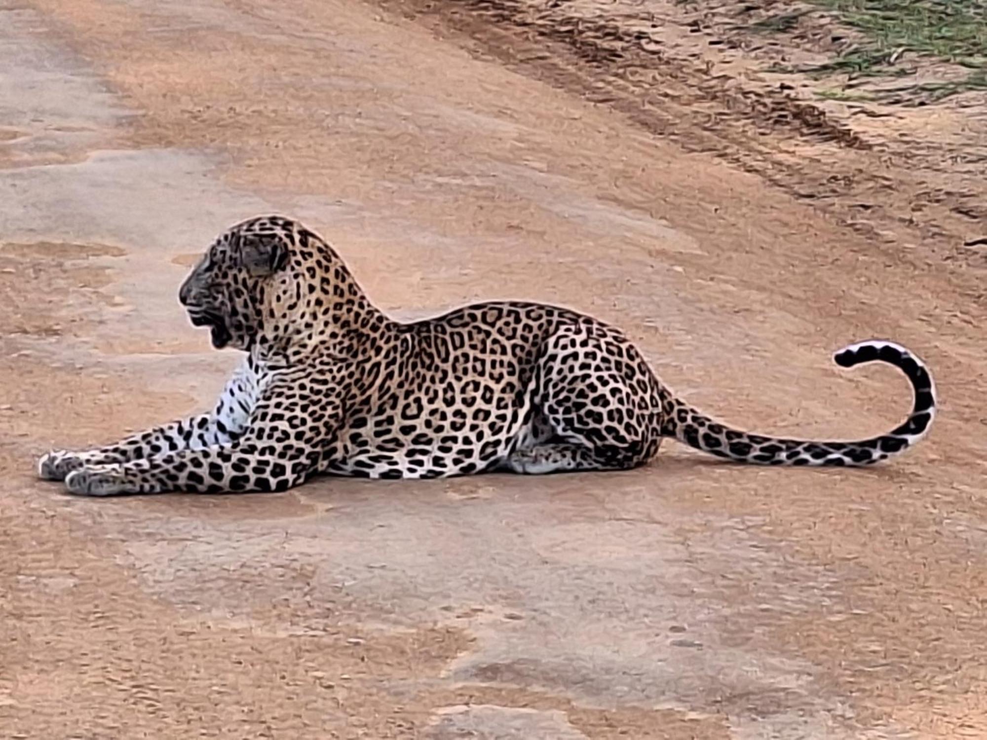 La Safari Inn Tissamaharama Dış mekan fotoğraf