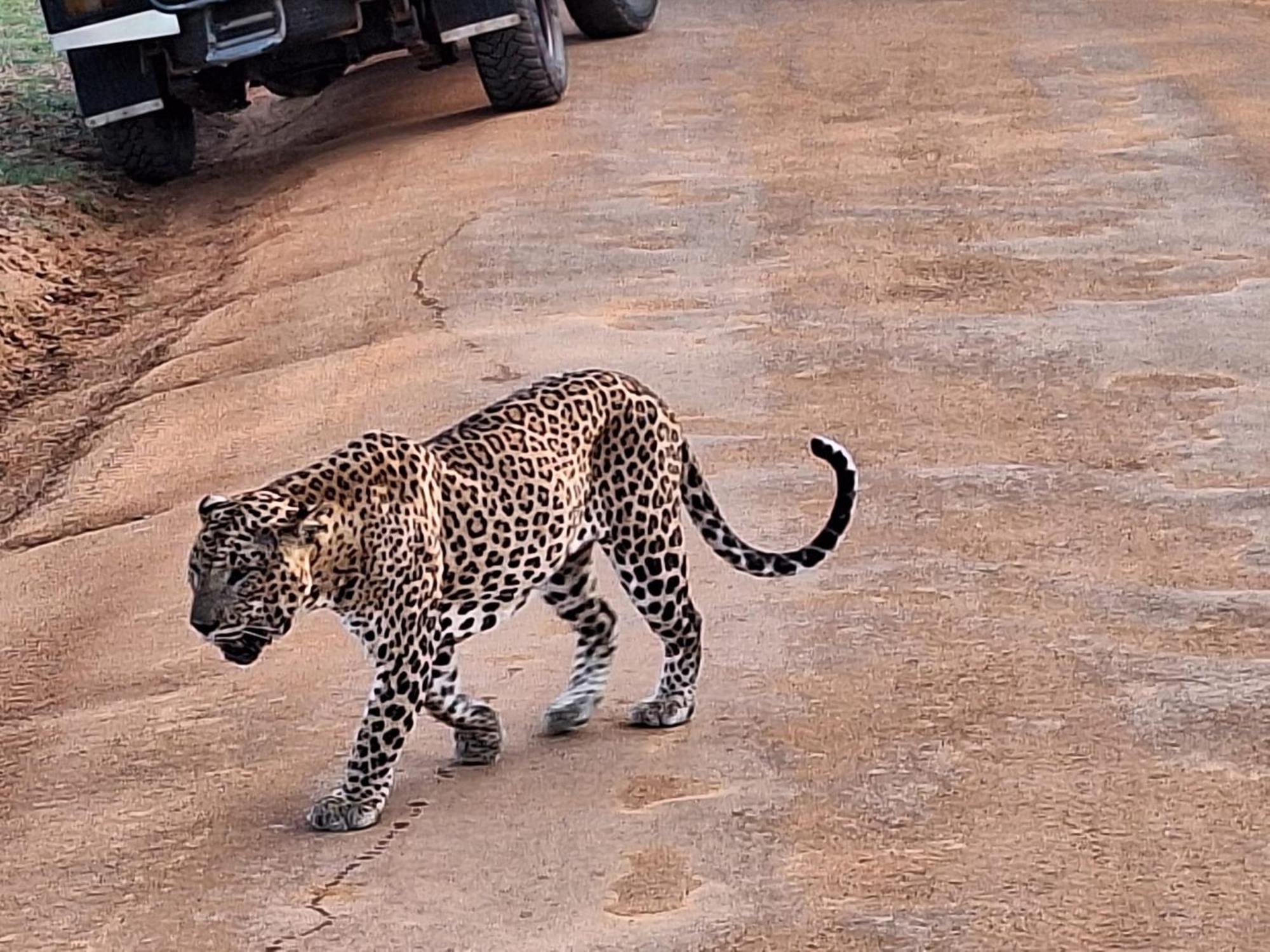 La Safari Inn Tissamaharama Dış mekan fotoğraf